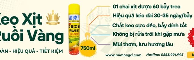 Keo Xịt Ruồi Vàng - An Toàn, Hiệu Quả, Tiết Kiệm